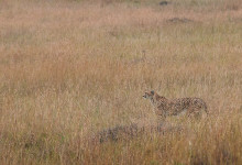 Gepard spanar vid jakt, Masai Mara Kenya
