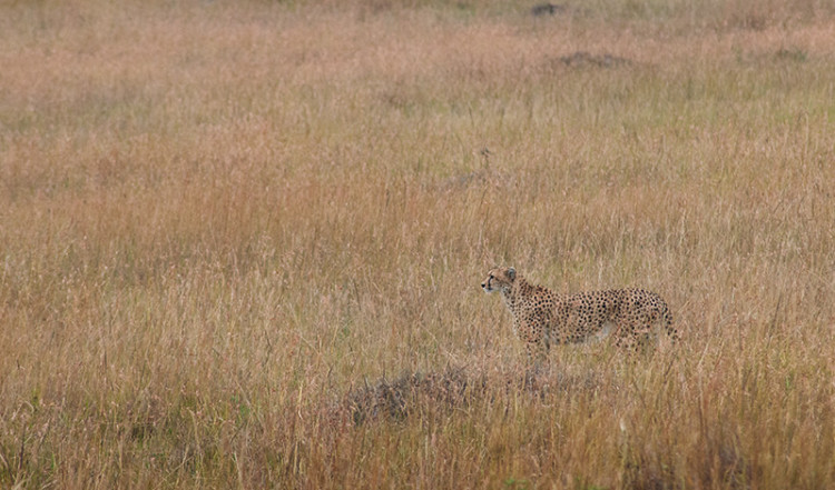 Gepard spanar vid jakt, Masai Mara Kenya Gepard spanar vid jakt, Masai Mara Kenya