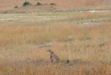 Gepard spanar på byte, Masai Mara Kenya