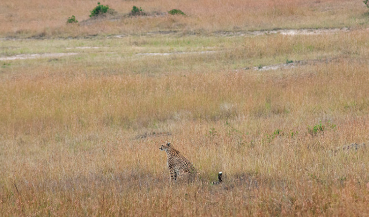 Gepard spanar på byte, Masai Mara Kenya Gepard spanar på byte, Masai Mara Kenya