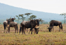 Gnuer, Masai Mara Kenya