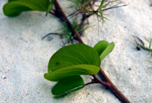 Blad i sanden på Grand Anse, La Digue Seychellerna