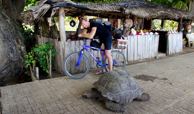 Lasse bromsar in för sköldpadda, La Digue Seychellerna
