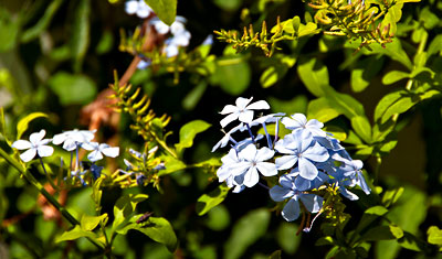 Blomma i trädgården i Monte Viñas, Manilva 