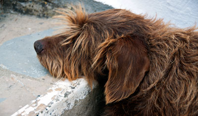 Agustins hund, Monte Viñas