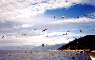 Vy från båten på väg från Yalapa, Puerto Vallarta