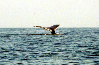 Valar, Puerto Vallarta