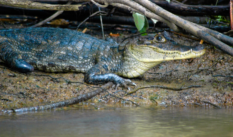 En Caiman alligator vid Rio Frio i Costa Rica