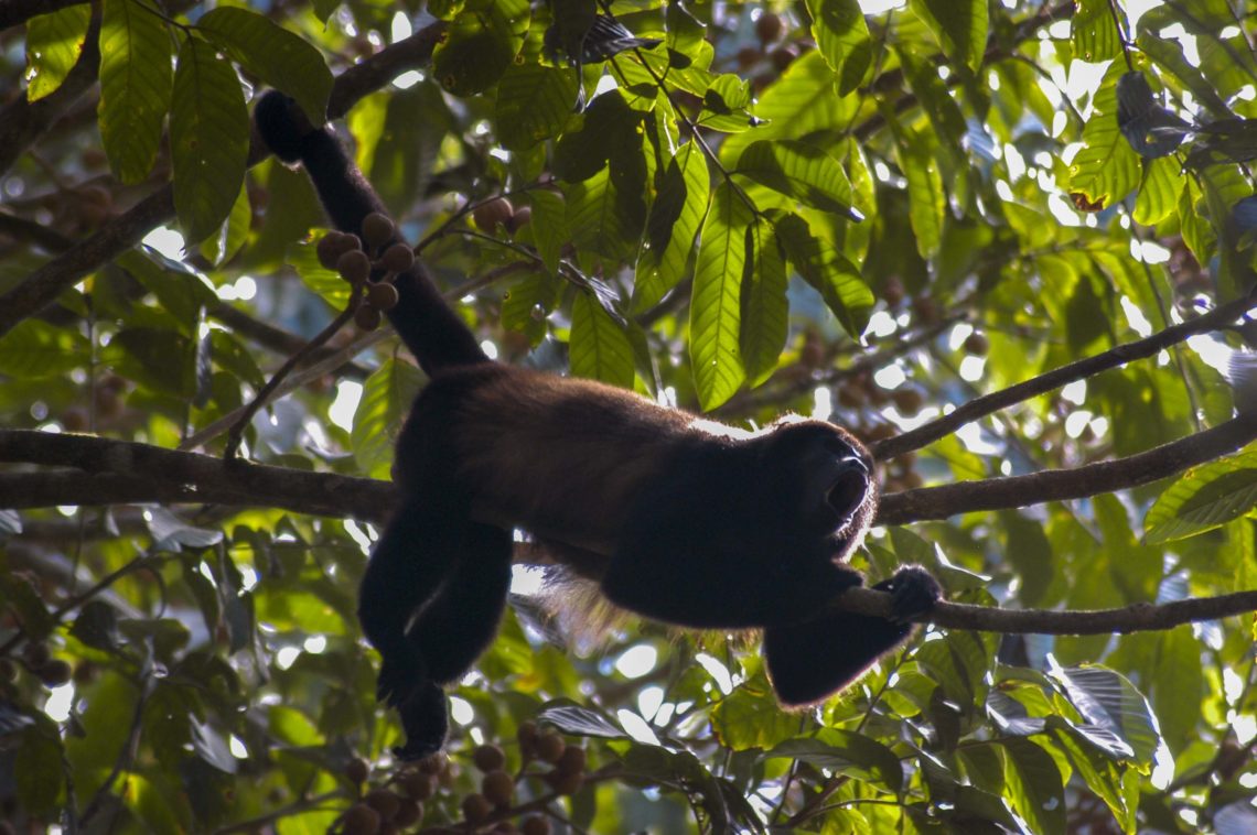 Vrålapa bland träden i Costa Rica