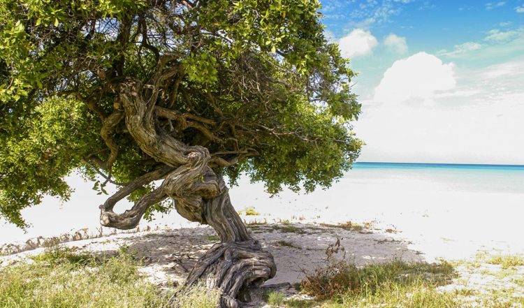 Divi träd på Eagle Beach Aruba
