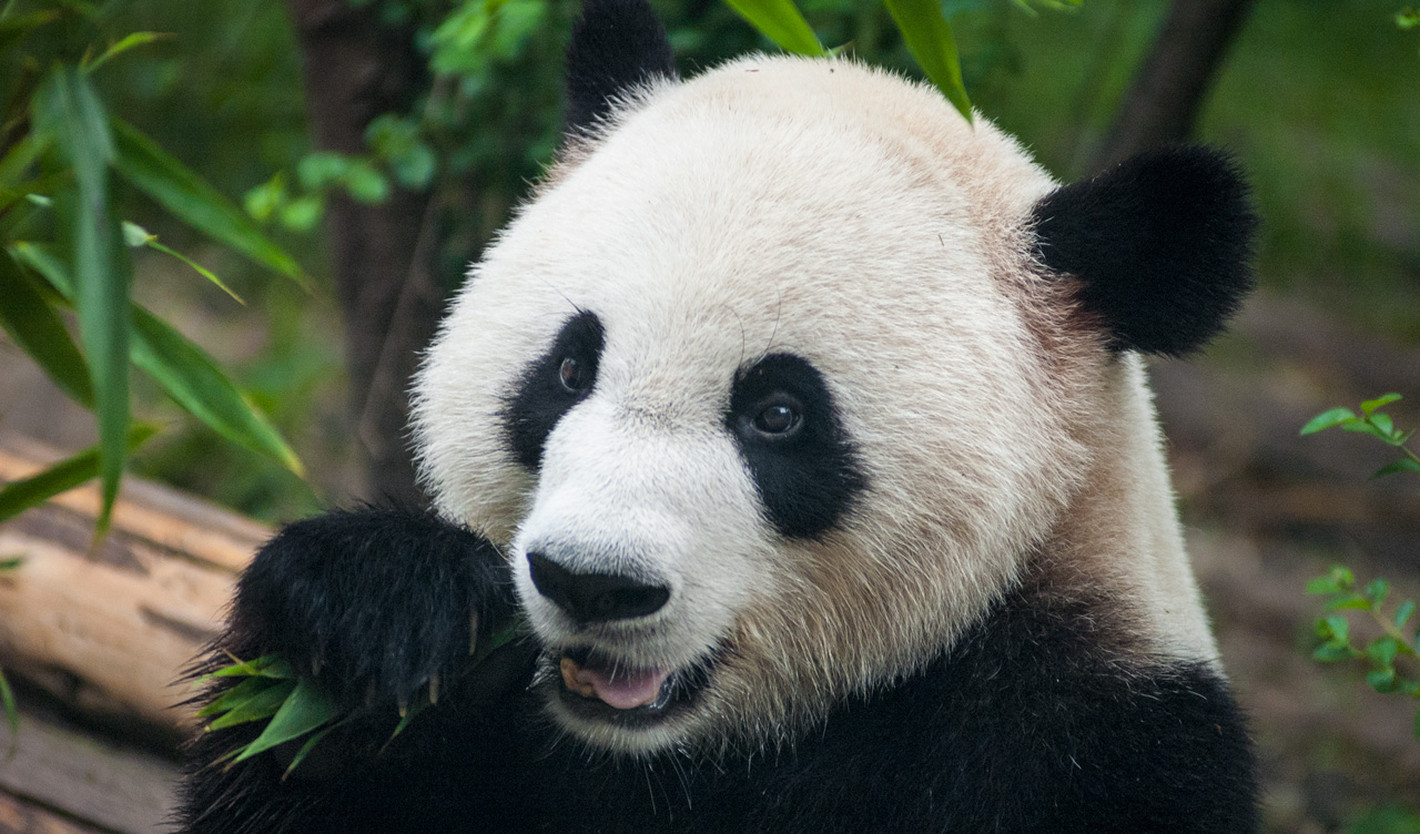 Jättepanda, Chengdu Research Base of Giant Panda Breeding
