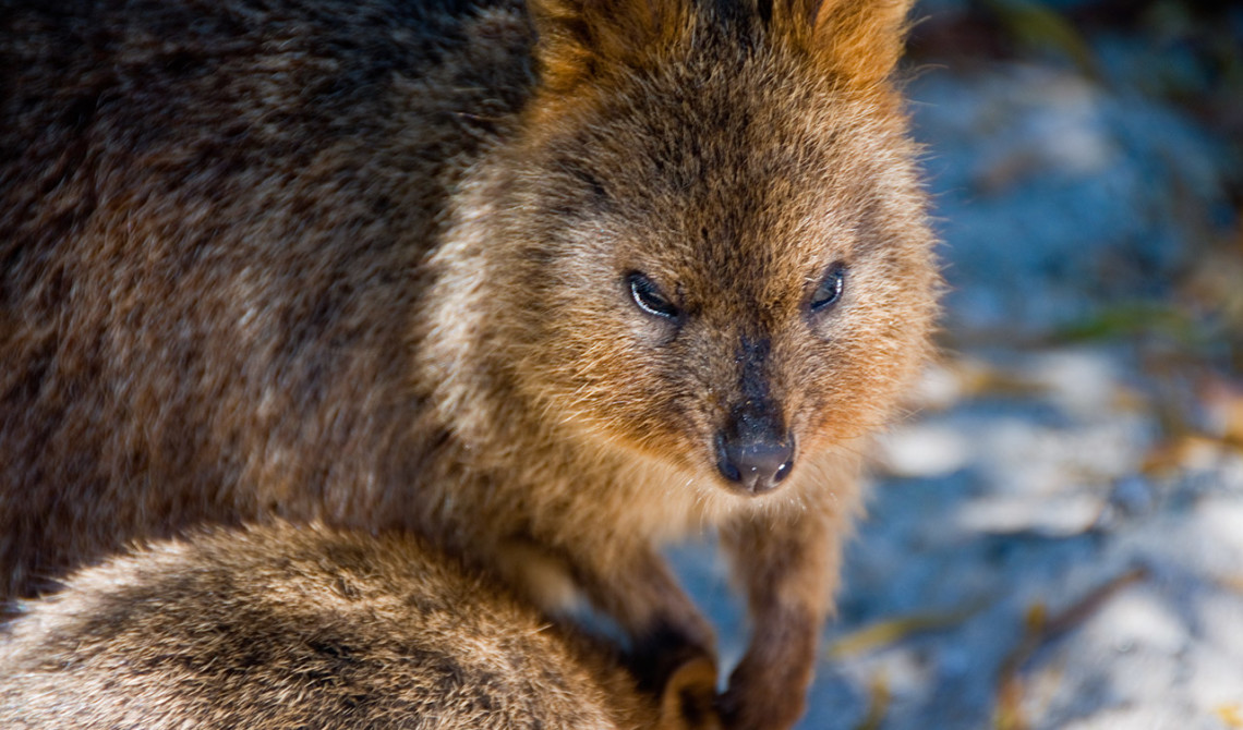 Quokka, Rottnest Island