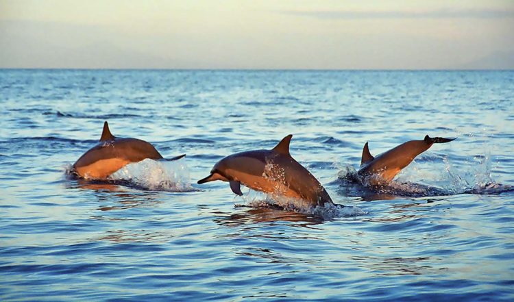 Delfiner i Lovina, Bali