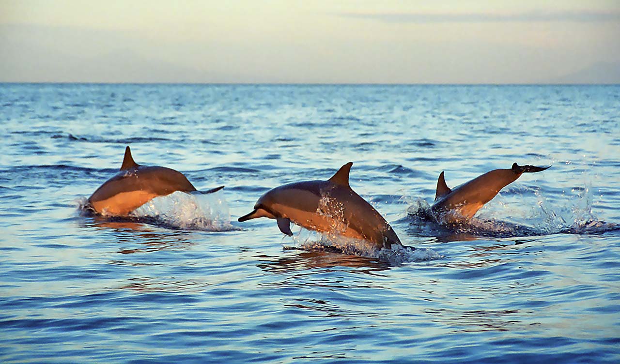 Delfiner i Lovina, Bali