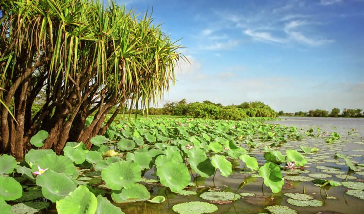 Näckrosor i Mary River, Litchfield, Northern Territory
