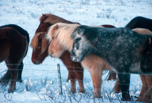 Islandshästar i närheten av Gullfoss
