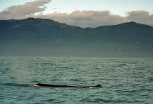 Kaskelotval, Nya Zeeland