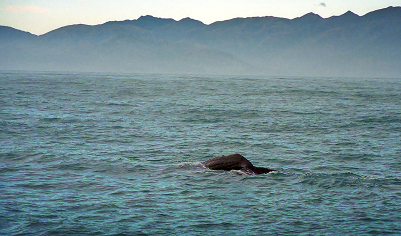 Kaskelotval, Nya Zeeland