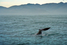 Kaskelotvalens vackra fena, Nya Zeeland