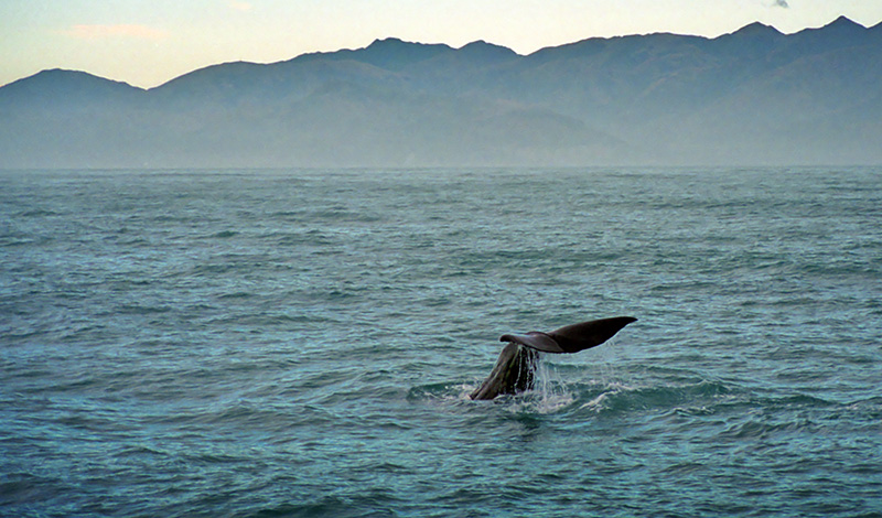Kaskelotvalens vackra fena, Nya Zeeland