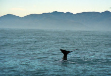 Kaskelotvalens vackra fena, Kaikoura, Nya Zeeland