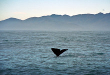 Kaskelotvalens vackra fena, Kaikoura, Nya Zeeland