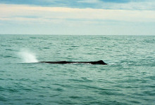Kaskelotvalen blåser vatten, Kaikoura, Nya Zeeland
