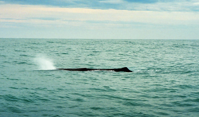 Kaskelotvalen blåser vatten, Kaikoura, Nya Zeeland