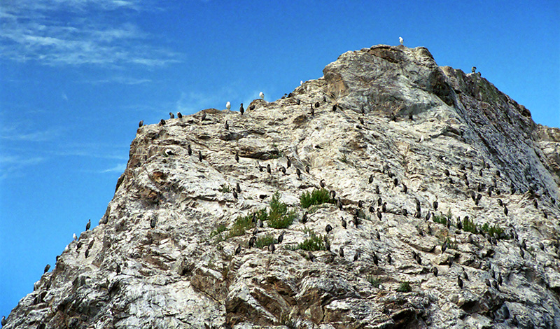 Naturvyer vid valsafari, Kaikoura, Nya Zeeland