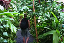 Bland hög grönska vid Seipepa, Samoa