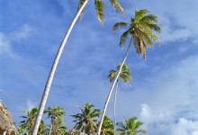 Palmerna svajjar över Tufutafoe, Savaii Samoa