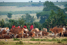 Masajer med sin boskap, Talek Village i Masai Mara Kenya