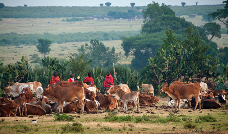 Masajer med sin boskap, Talek Village i Masai Mara Kenya