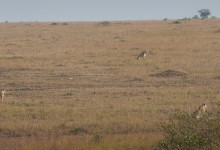 Lejonhonor jagar i Masai Mara, Kenya