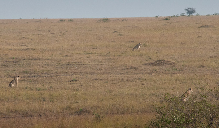 Lejonhonor jagar i Masai Mara, Kenya