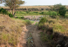 En flodådra i Masai Mara, Kenya