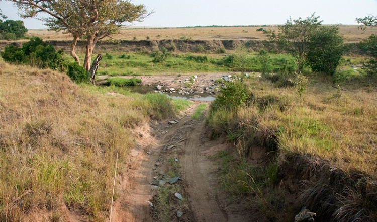 En flodådra i Masai Mara, Kenya En flodådra i Masai Mara, Kenya