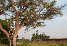 Träd vid flodådra i Masai Mara, Kenya