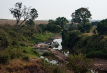Träd och växer vid en flod i Masai Mara, Kenya