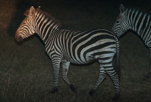 Zebra under nattsafari i Masai Mara, Kenya