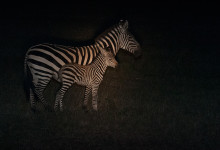 Zebra med föl under nattsafari i Masai Mara, Kenya