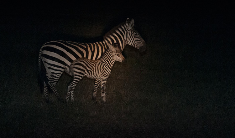 Zebra med föl under nattsafari i Masai Mara, Kenya