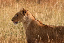 Lejonhona i profil Masai Mara, Kenya