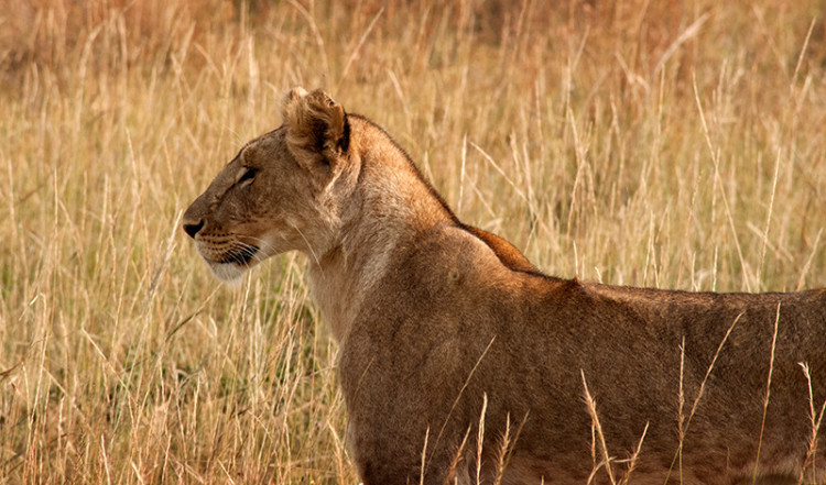 Lejonhona i profil Masai Mara, Kenya