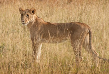 Lejonhona i Masai Mara, Kenya