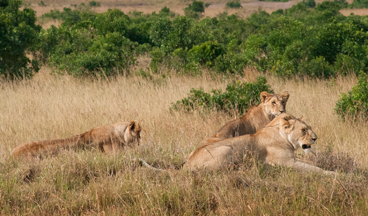 Lejonhonor vilar i Masai Mara, Kenya