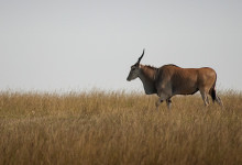 En Eland antilop i Masai Mara, Kenya