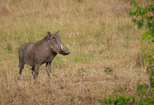 Vårtsvin med man och betar i Masai Mara, Kenya