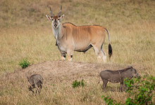 Eland och vårtsvin i Masai Mara, Kenya