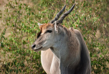 Närbild av Eland i Masai Mara, Kenya
